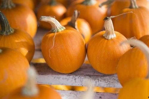 立春吃瓜什么说法,探寻传统习俗中的立春吃瓜奥秘