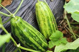 吃瓜人吃的什么瓜