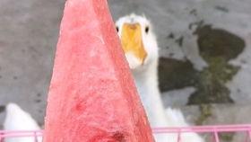 吃西瓜变成瓜娃子,一夏天的瓜娃子传奇